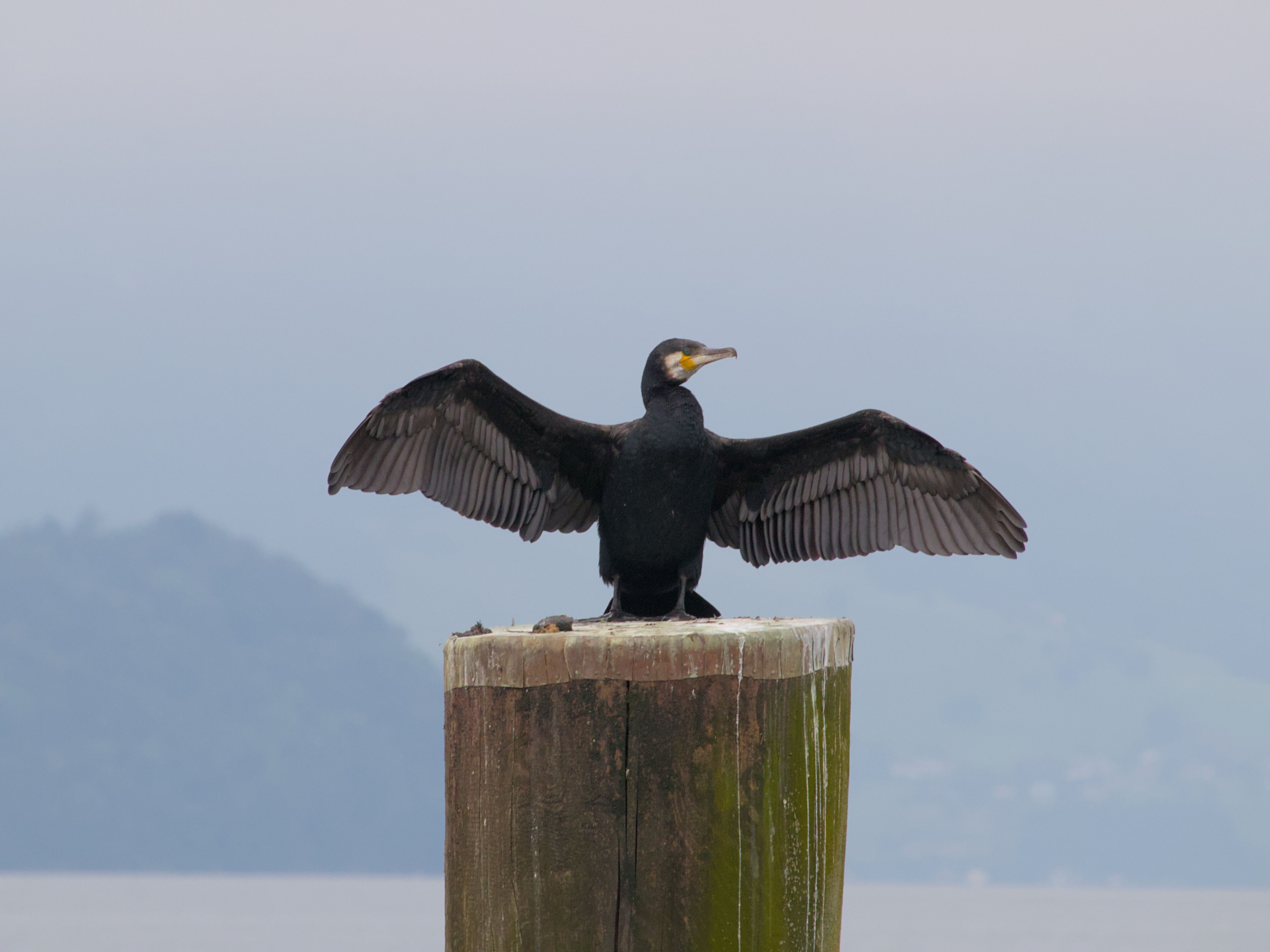 photo 011a444aac7c5bd8