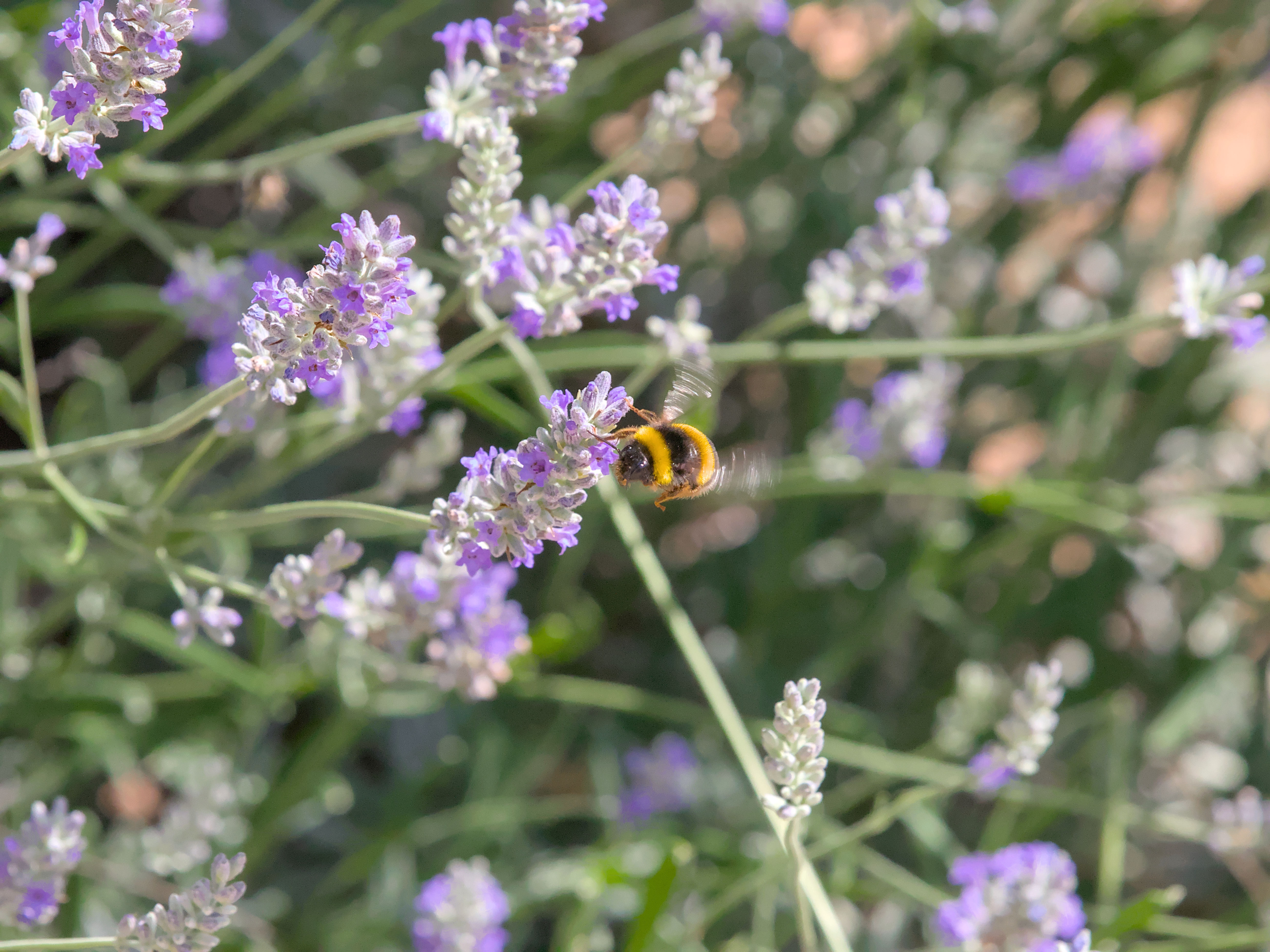 photo 121714a60d8c9ad9