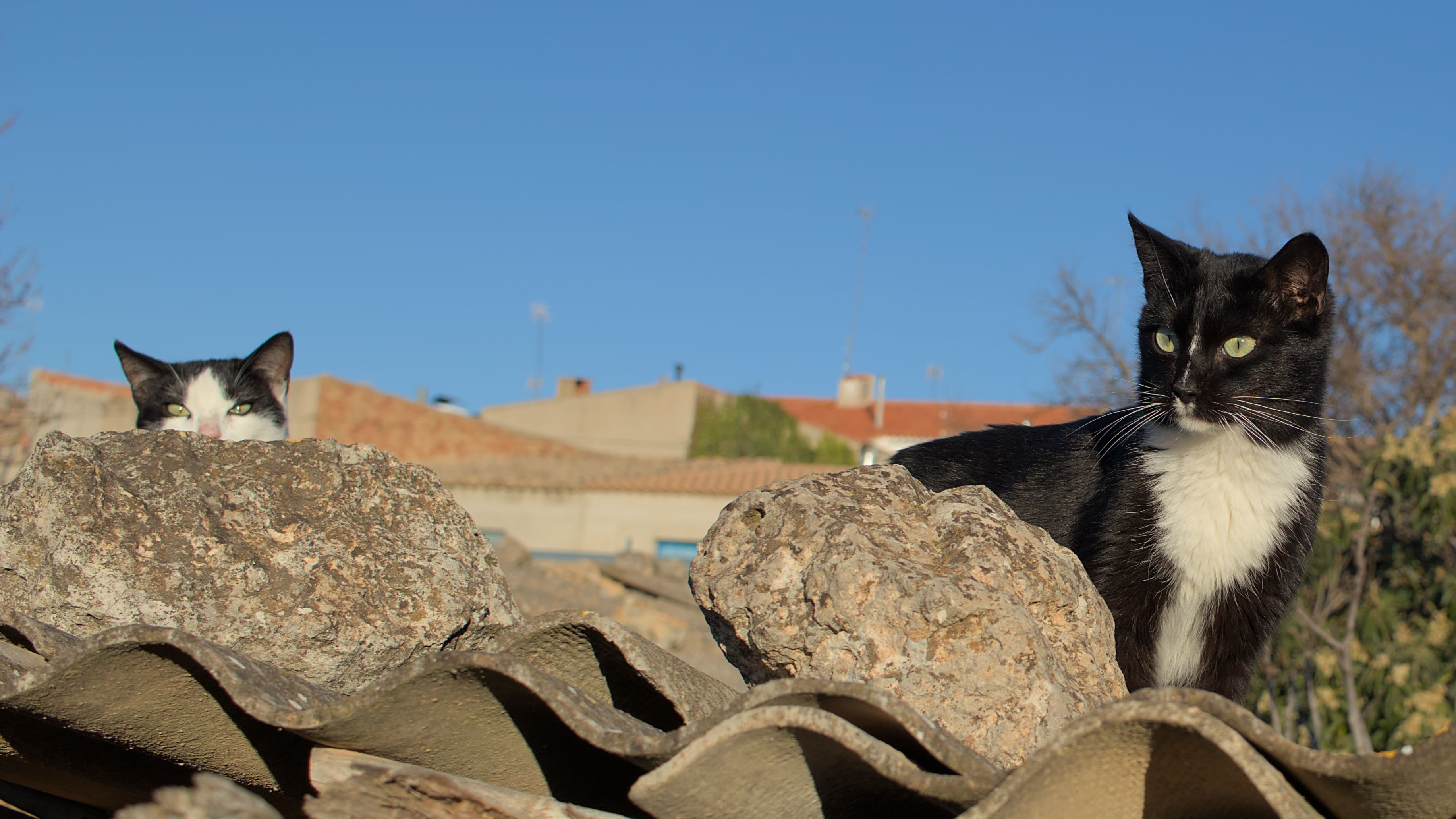 photo 19580cb3d8aa24fa