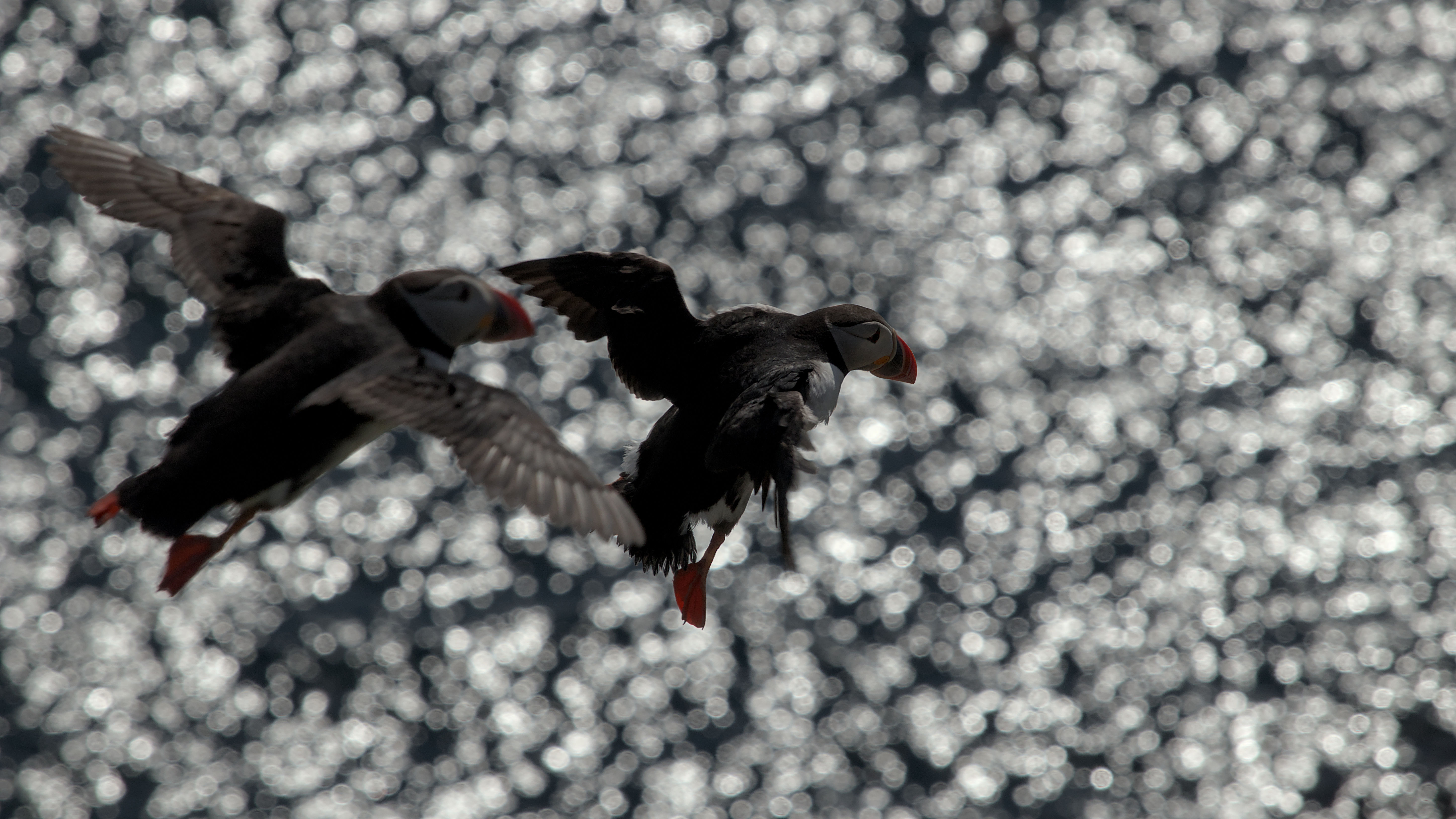 photo 2219f4226905d603