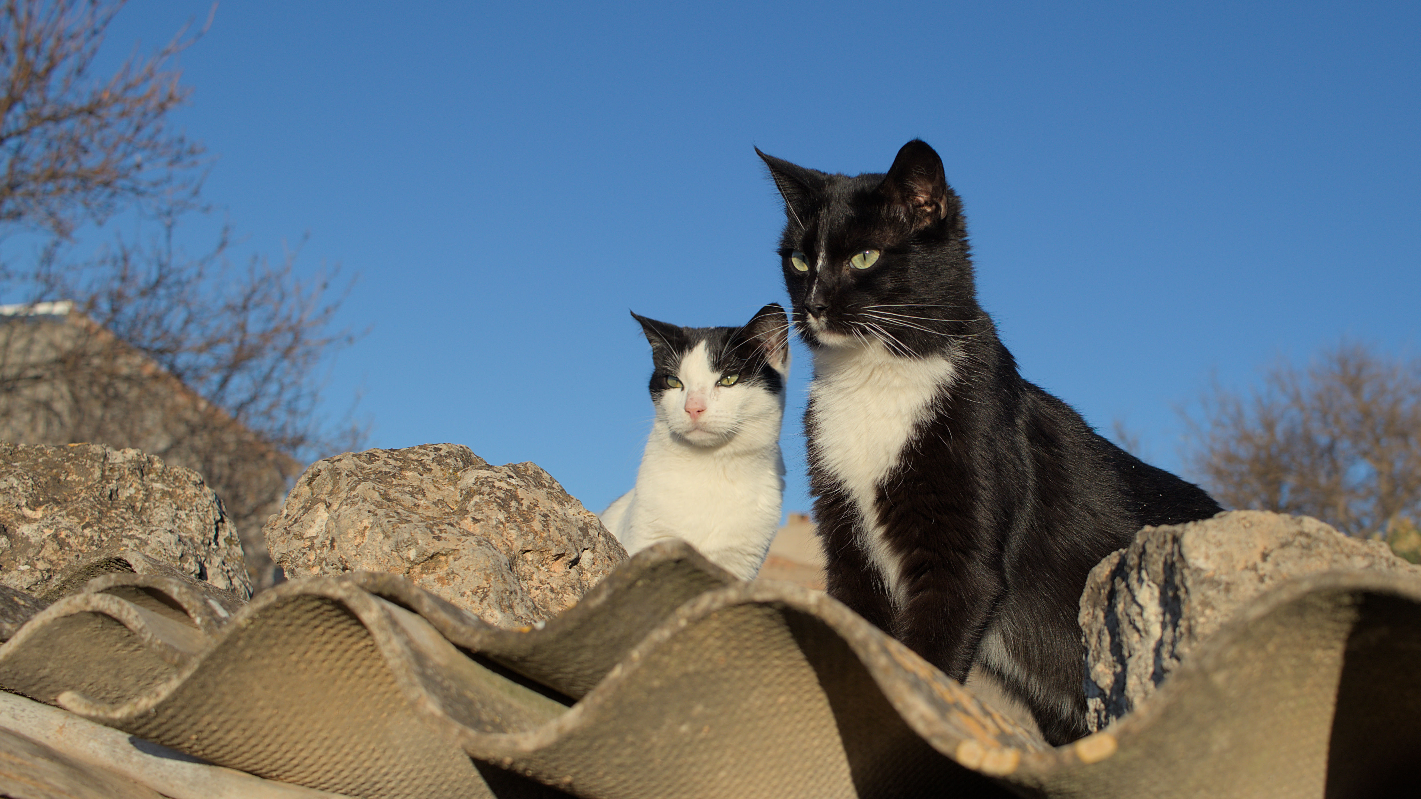 photo 3085b272fdf408c1