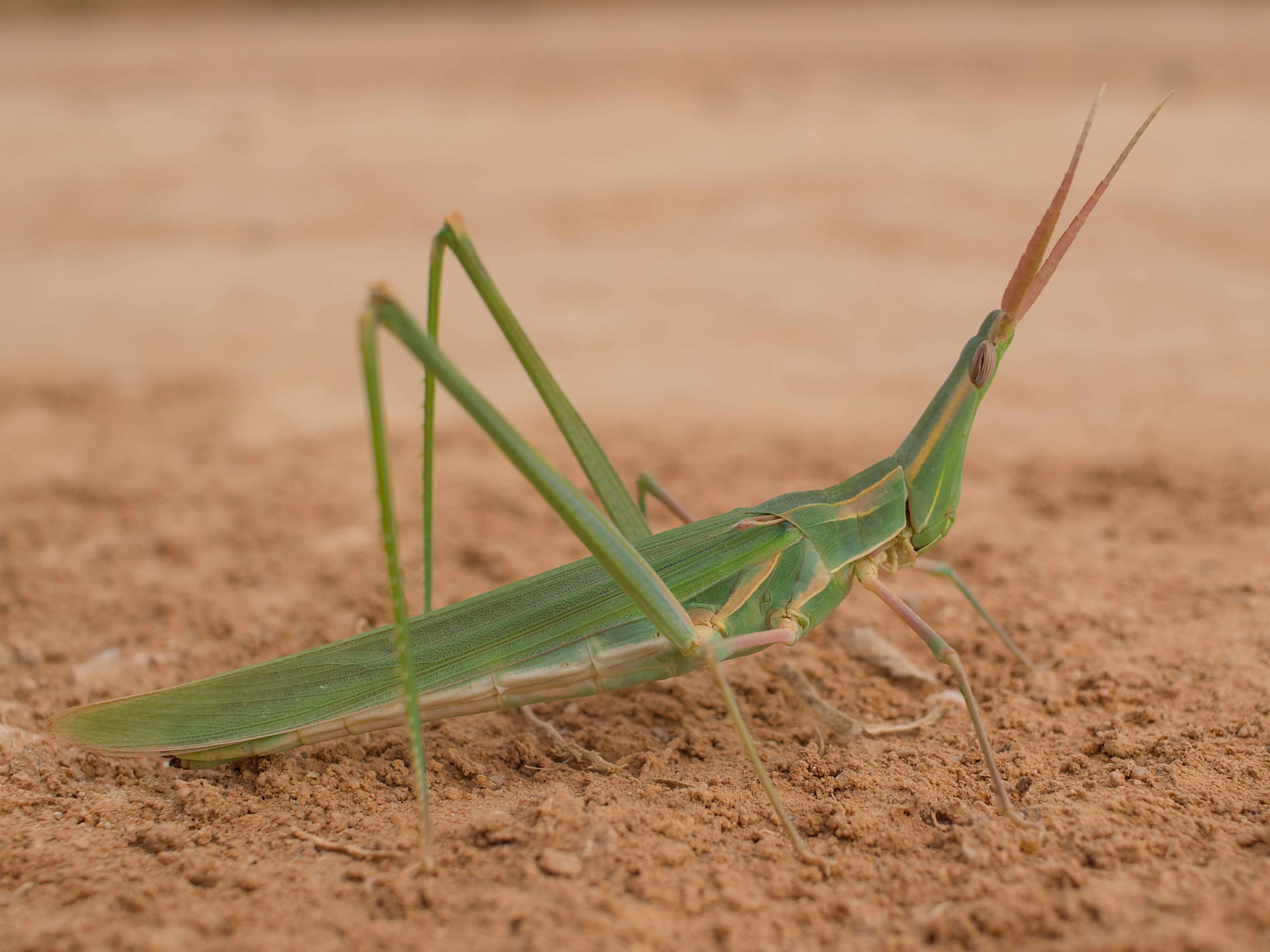 photo 3601ddbaeb289124