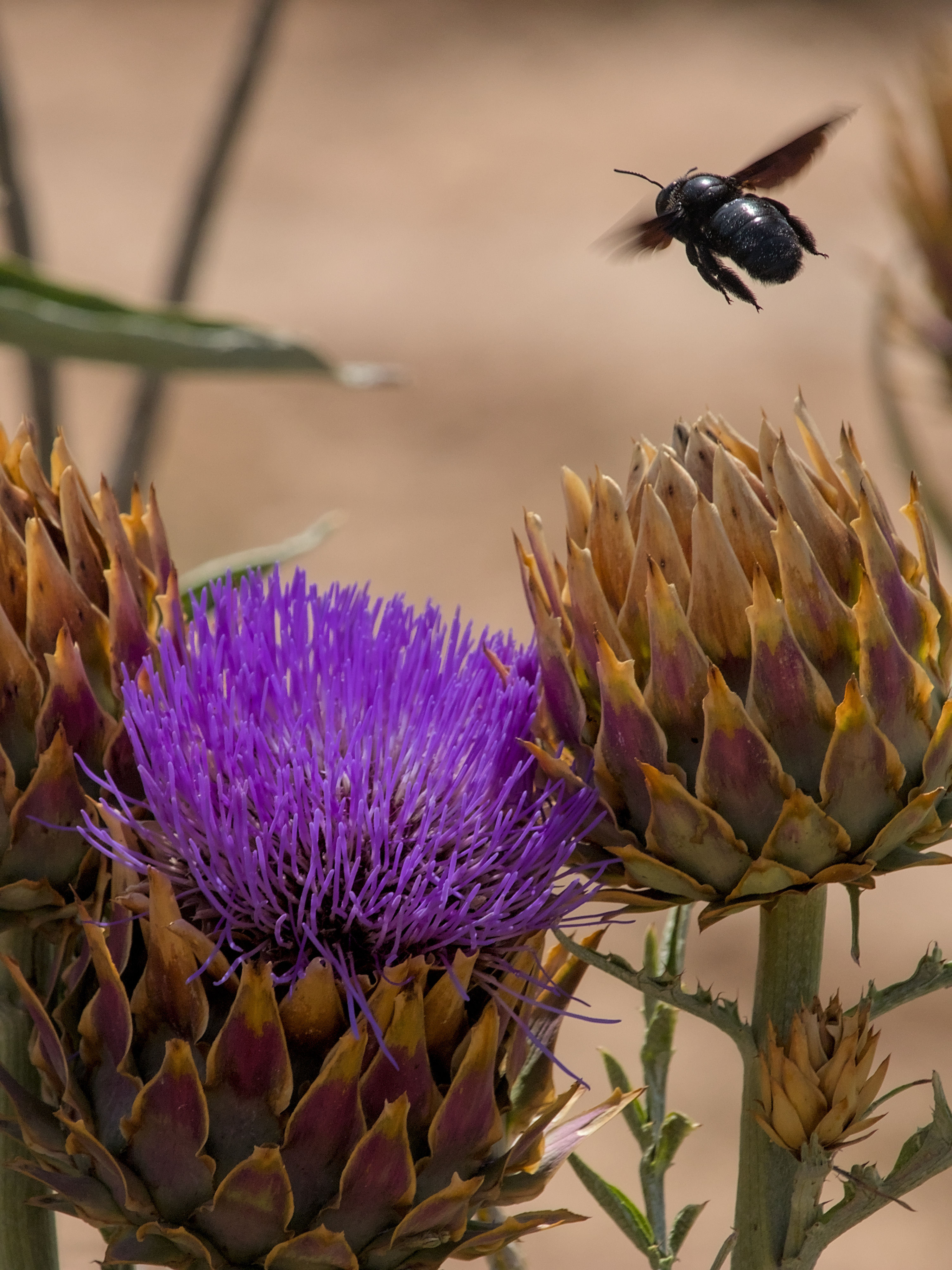 photo 3ebf67ed0aee6efb