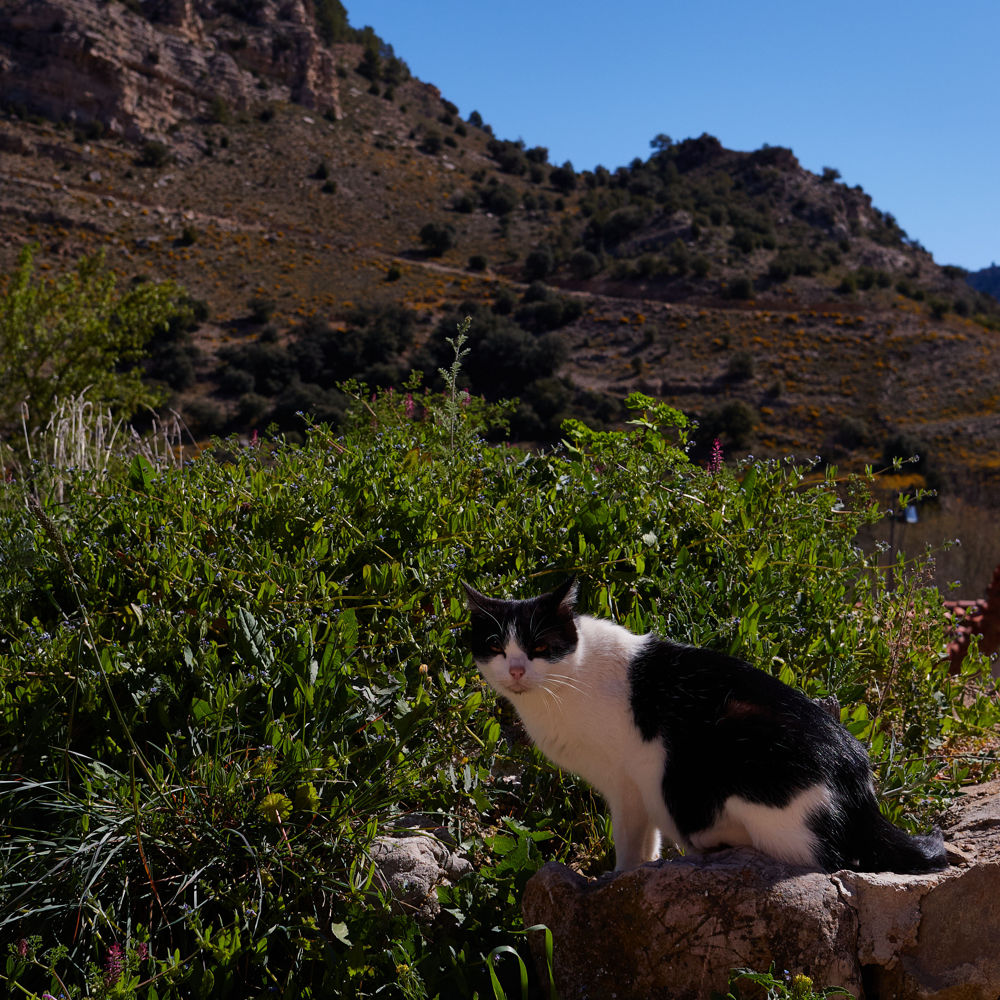 photo 416754d641d9da16