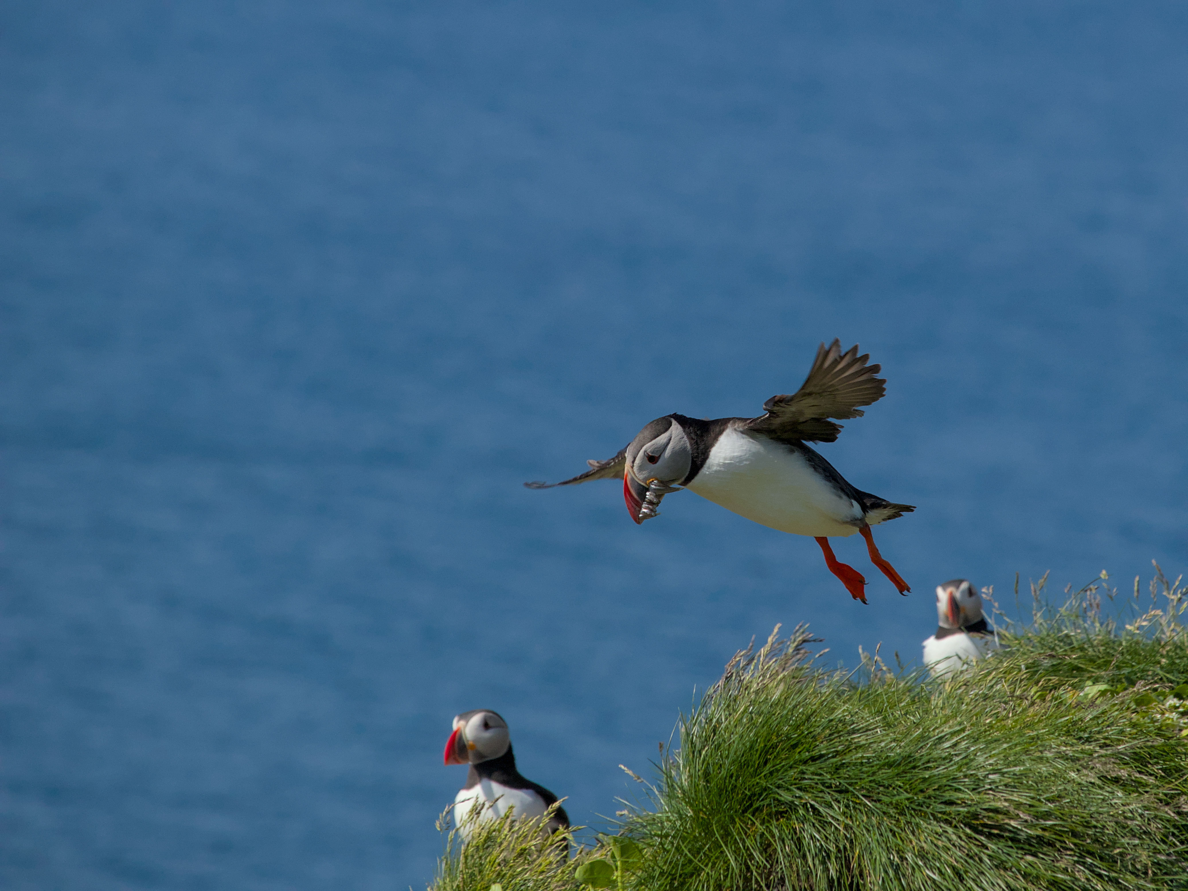 photo 50236f69fa1ee8b0