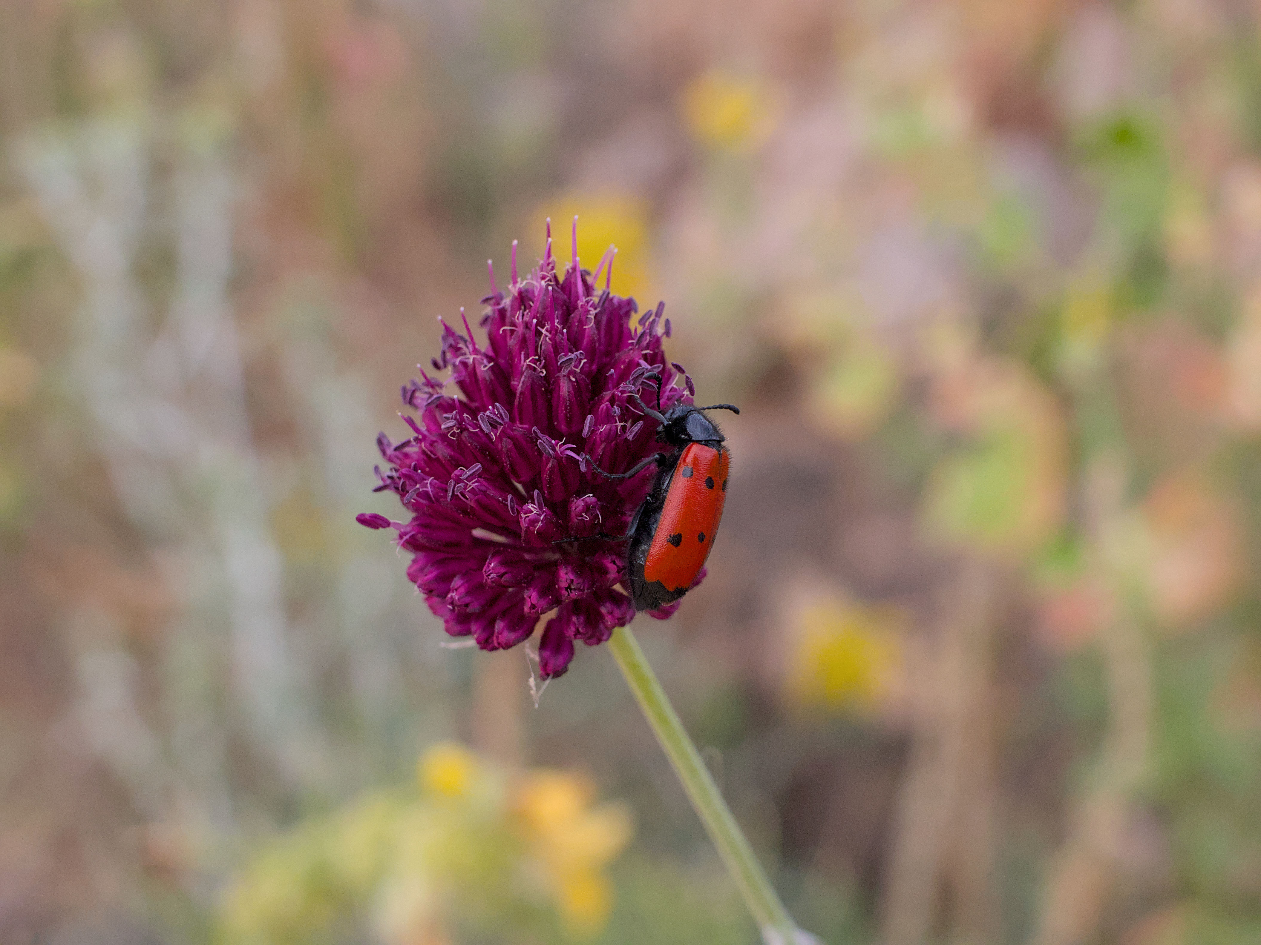 photo 63375737143547aa