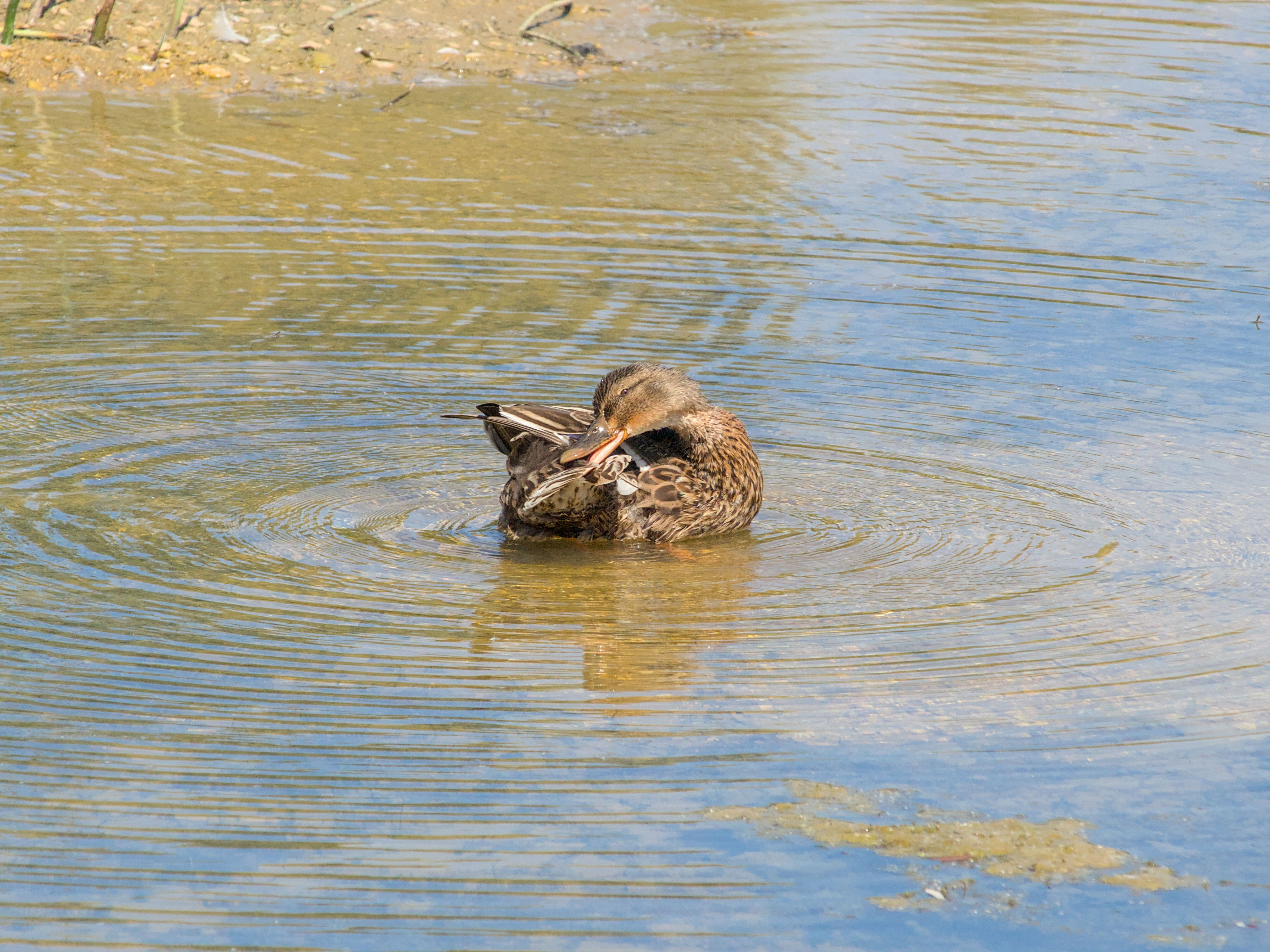 photo 657620b009db1502