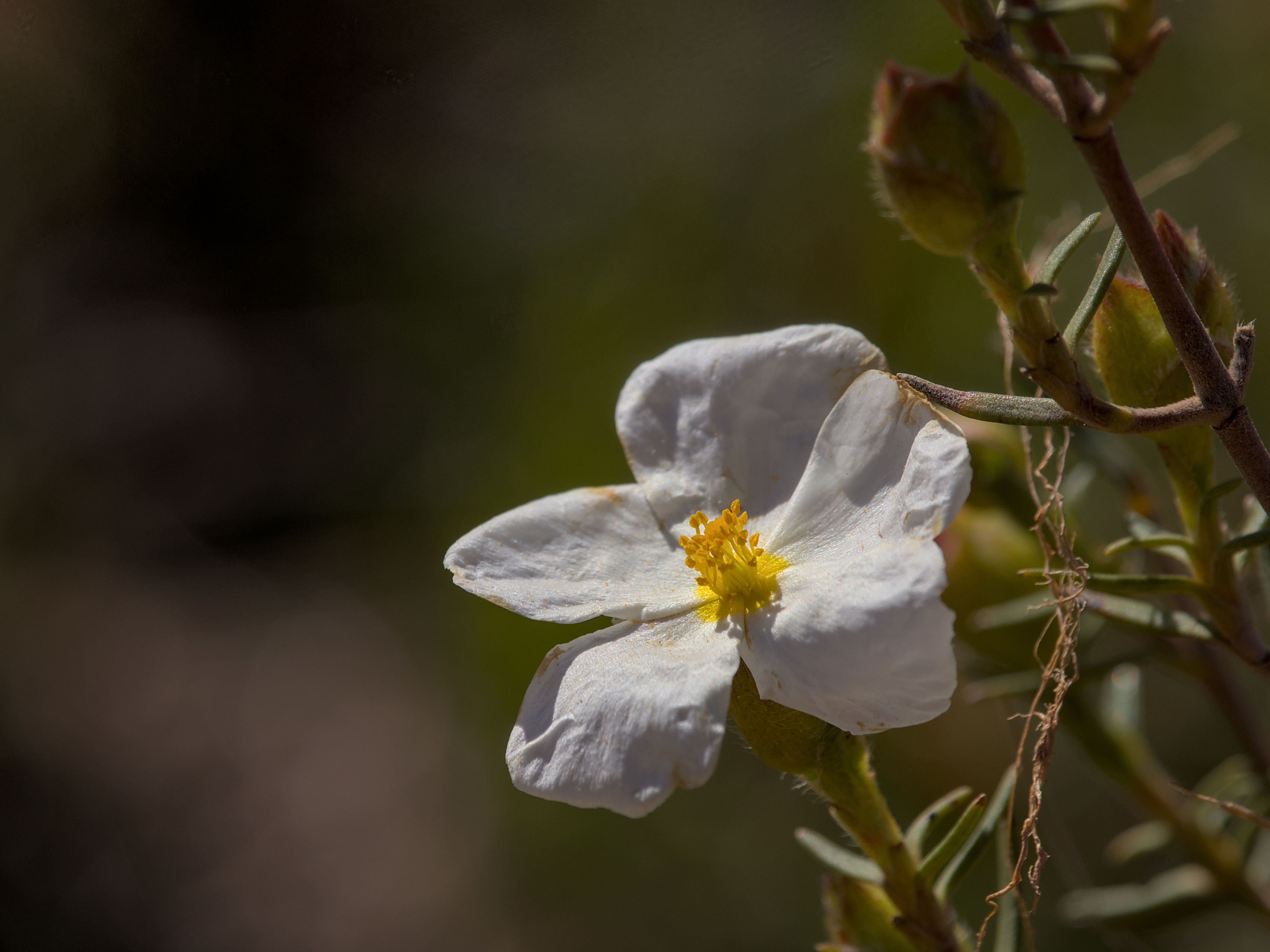 photo 7dd2a64b4d185426