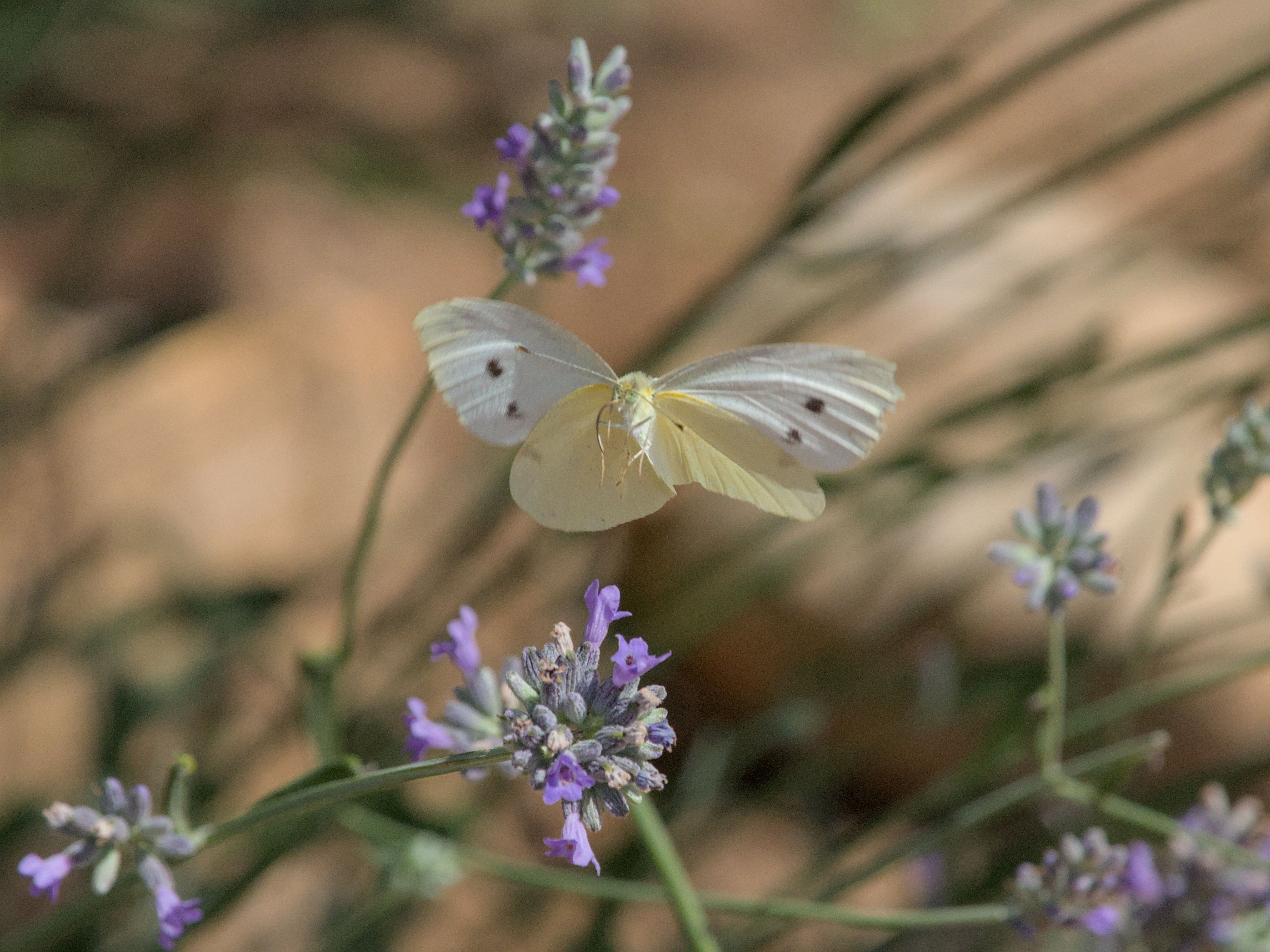 photo c13a0e84968c5d89