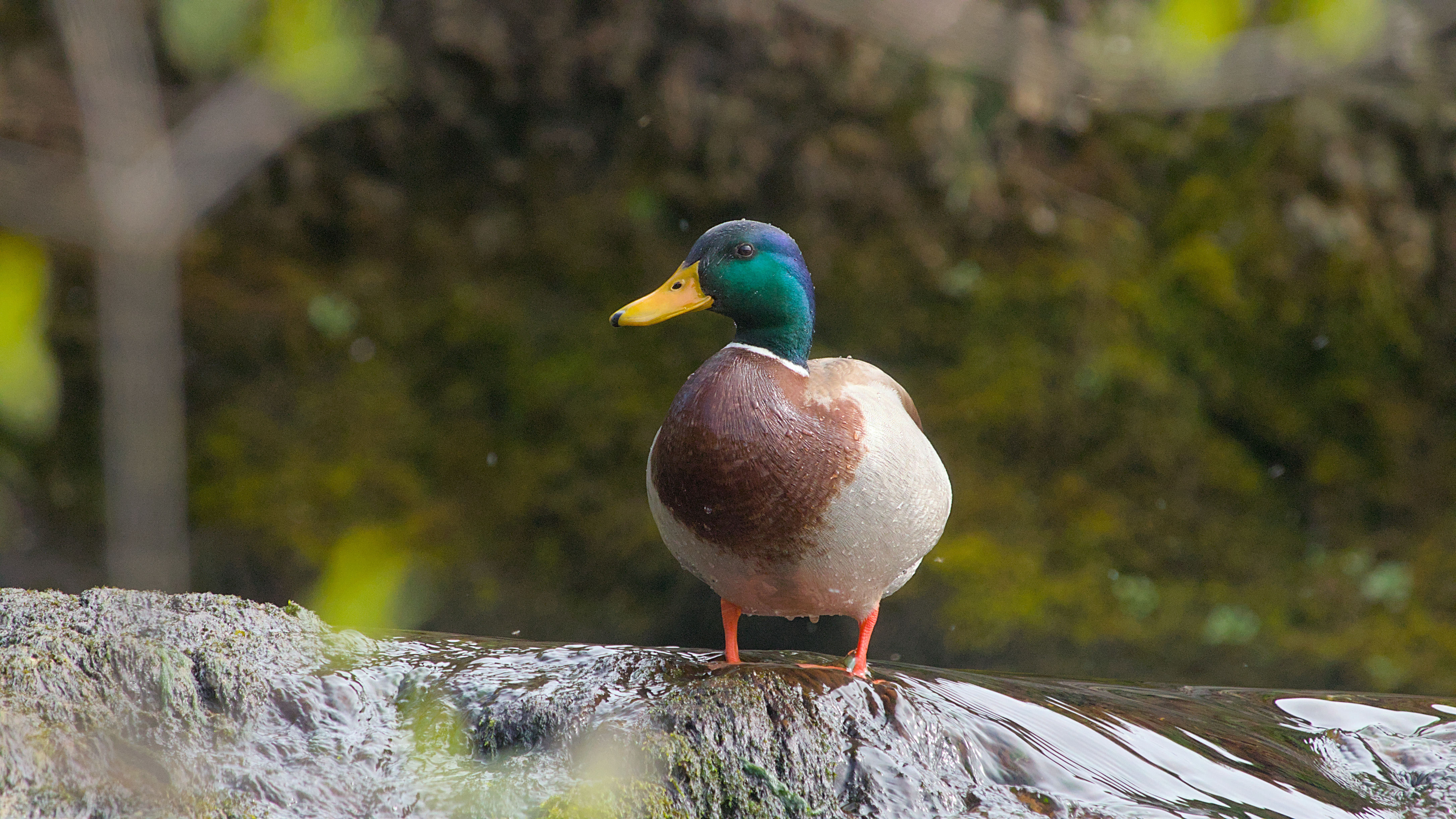 photo f17c863e2b9bb52b