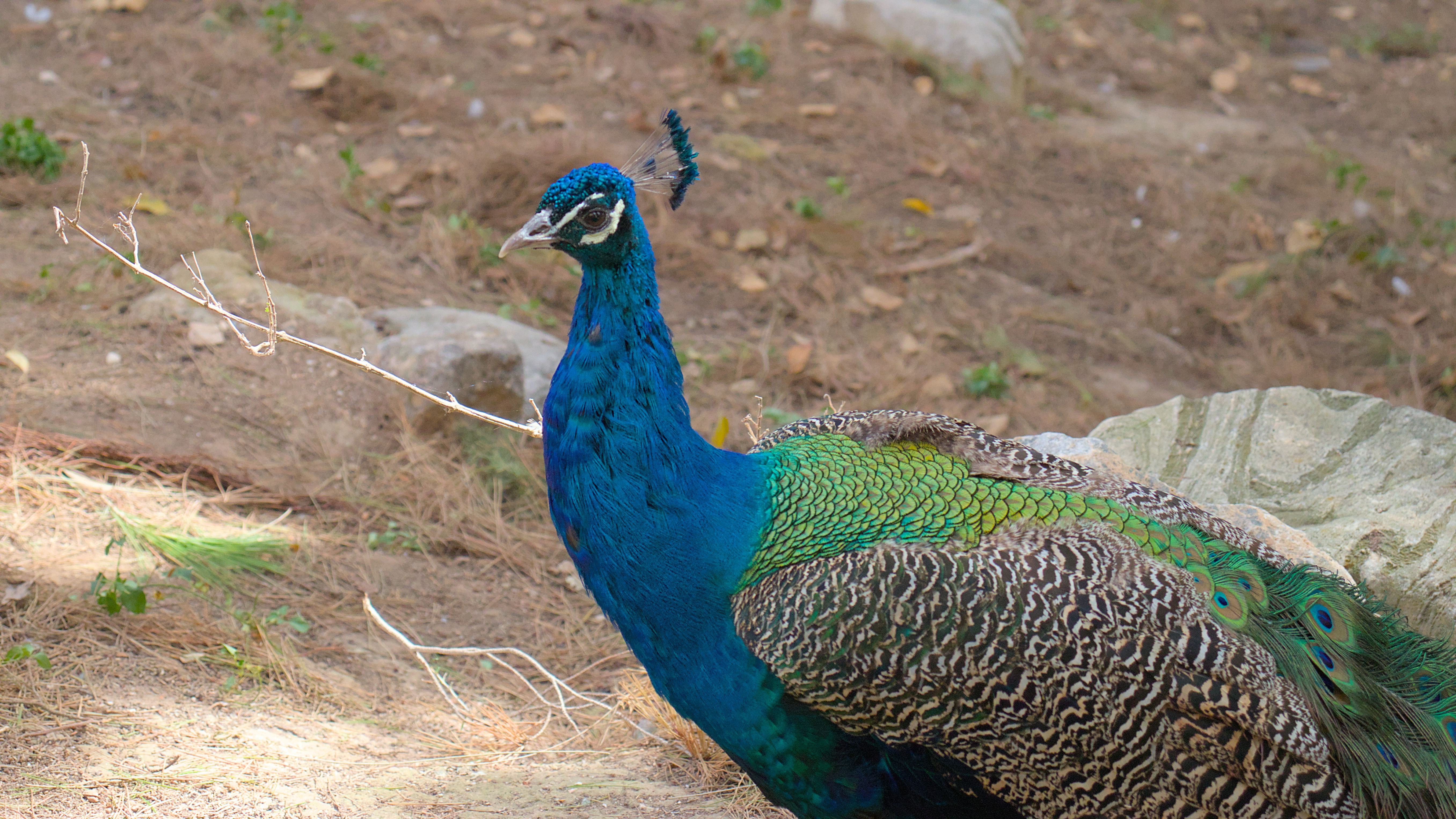 photo f2eb91aa4c7e65ba