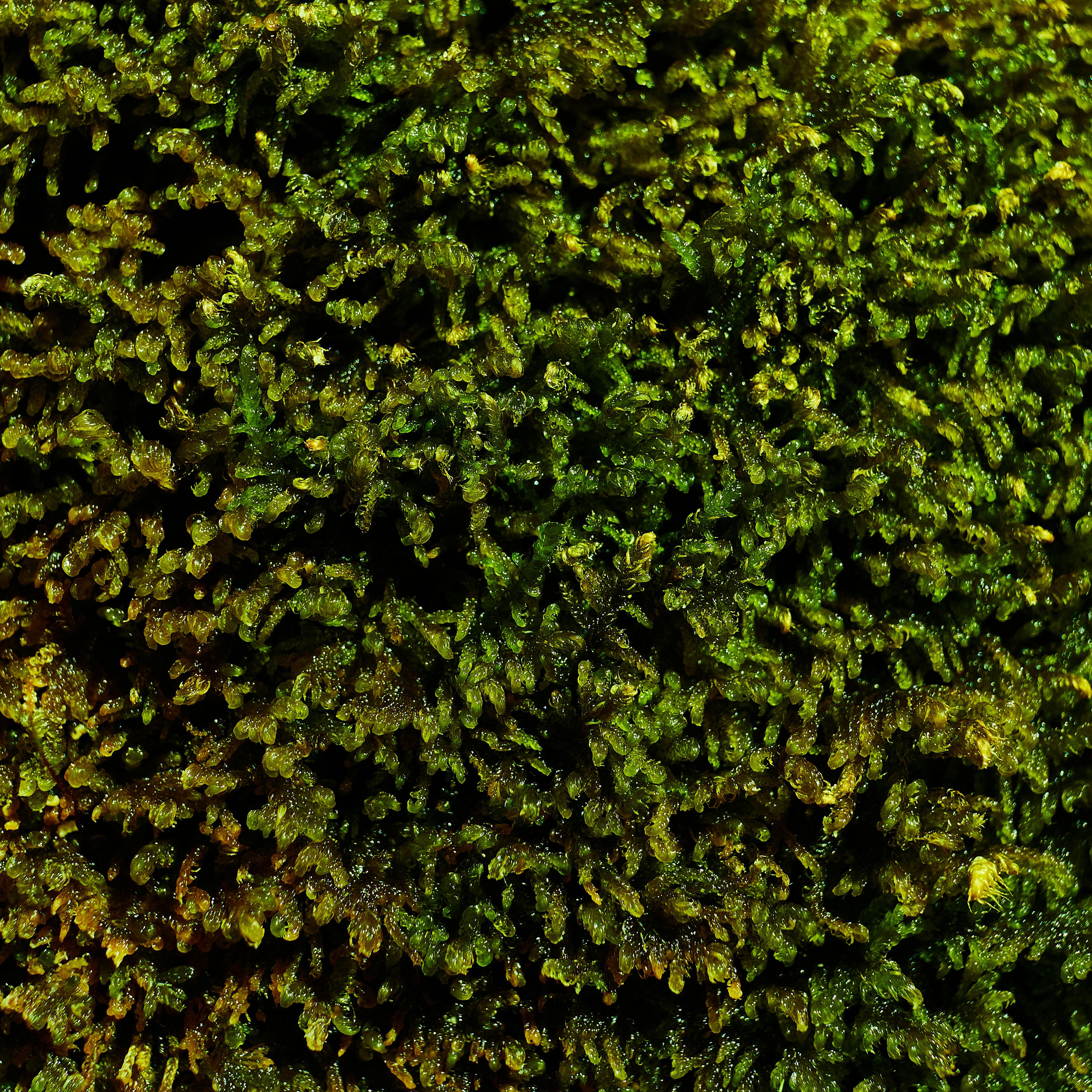 photo fc3740c06cfcfb37