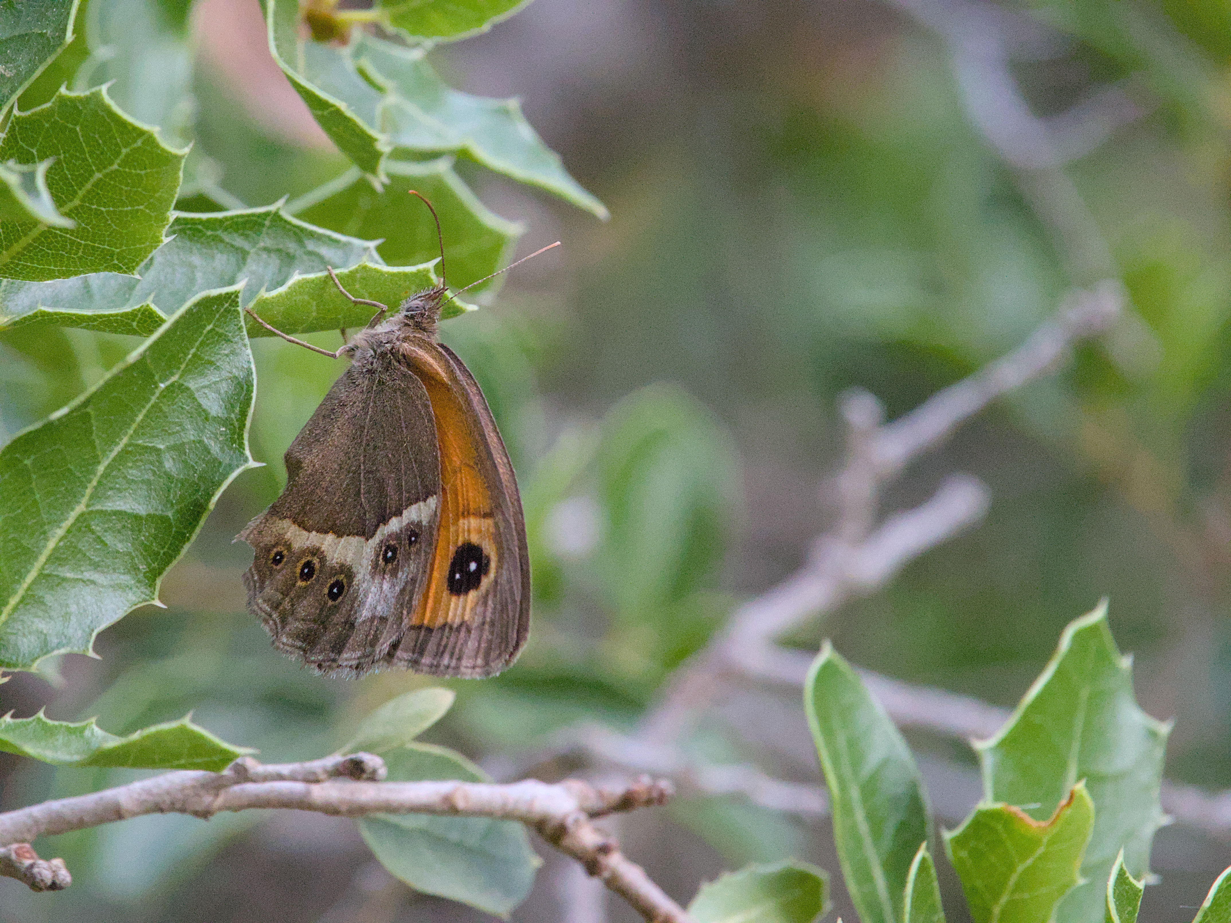 photo fcc50a14c335063c