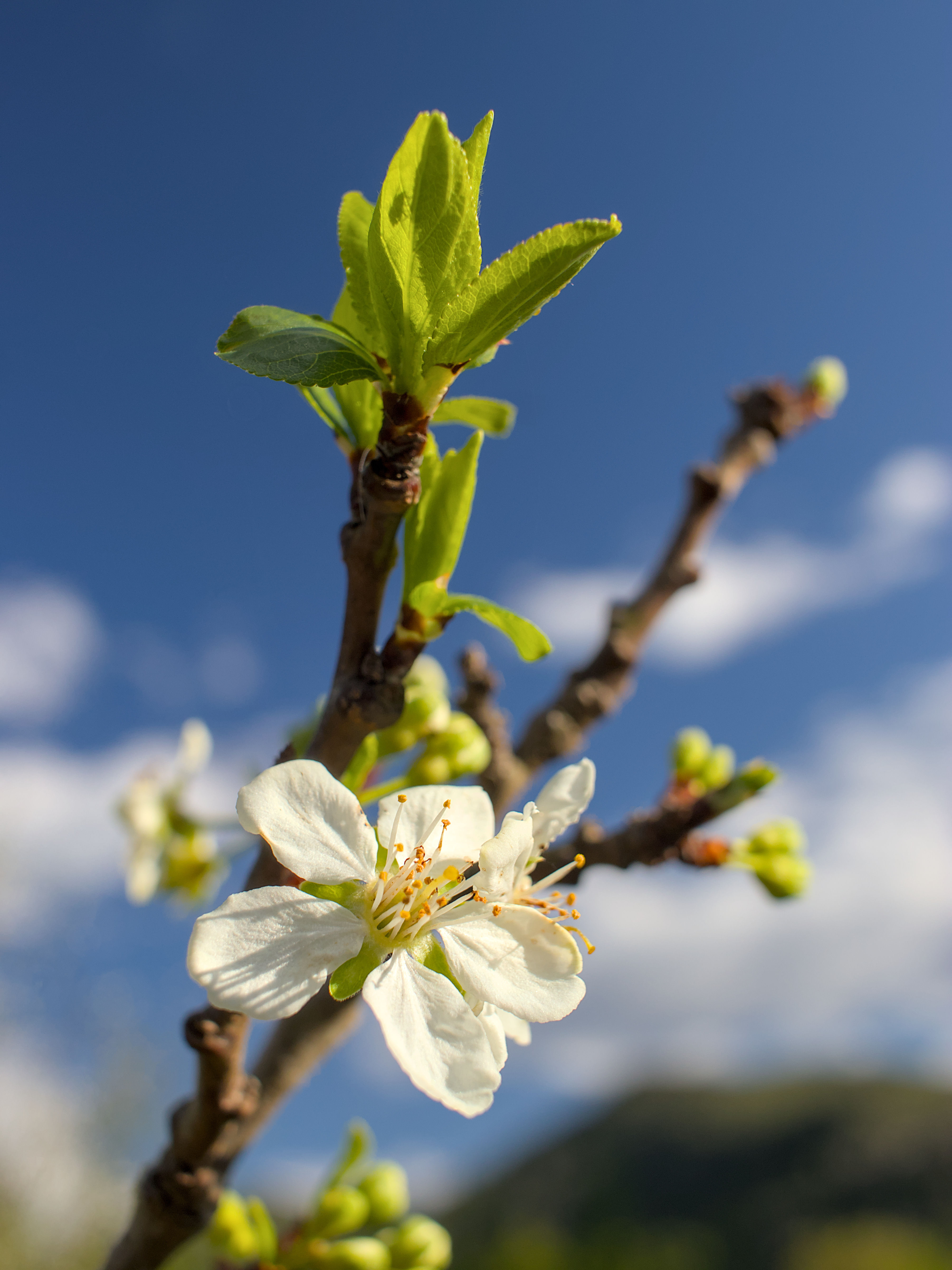 photo fee93a6f6a23dba4